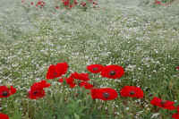 05popi1.jpg (100288 �o�C�g)