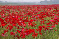 05popi.jpg (91466 �o�C�g)