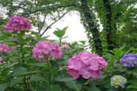 06ajisaikennsinndaira.jpg (88573 バイト)