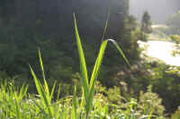 06asi.jpg (61622 �o�C�g)