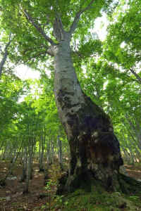 06buna.jpg (95112 �o�C�g)