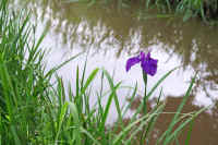 06hanasyoubu.jpg (76209 �o�C�g)