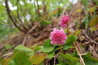 06iwakagami.jpg (64738 �o�C�g)