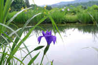 06kakitubata.jpg (67040 バイト)