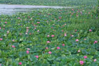 07hasu1.jpg (87473 �o�C�g)