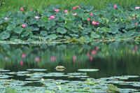 07hasu2.jpg (82082 バイト)