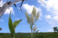 07kobaikesou.jpg (62304 �o�C�g)