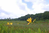 07nikkoukisuge.jpg (60673 �o�C�g)