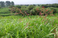 07nogariyasu.jpg (72208 �o�C�g)