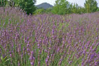 07rabennda.jpg (100818 �o�C�g)