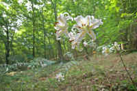 07yamayuri.jpg (78741 バイト)