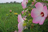 08amerikafuyou.jpg (72453 �o�C�g)