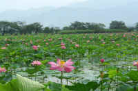 08hasu1.jpg (76288 �o�C�g)