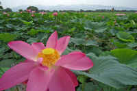 08hasu2.jpg (67882 バイト)