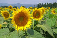 08himawari.jpg (82449 �o�C�g)