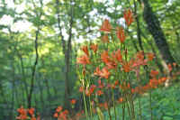 08kitunenokamisori.jpg (75376 �o�C�g)