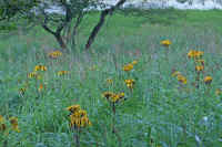 08marubadakebuki.jpg (85021 バイト)