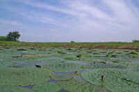 08onibasu.jpg (58246 �o�C�g)