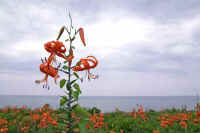 08oniyuri.jpg (58269 �o�C�g)