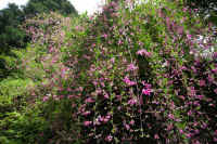 09hagi.jpg (111525 バイト)