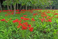 09higannbana1.jpg (102800 バイト)