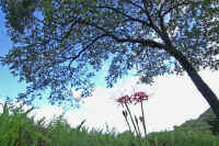 09higannbana2.jpg (105731 �o�C�g)