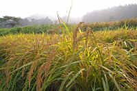 09ine.jpg (88774 バイト)