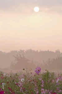 09kosumosu.jpg (43101 �o�C�g)