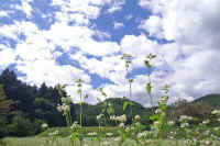 09soba.jpg (71294 �o�C�g)