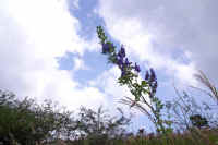 09torikabuto.jpg (67060 �o�C�g)