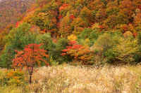 10kaede2.jpg (100053 �o�C�g)