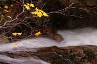 10kaede3.jpg (74771 バイト)