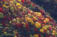 10kouyou1.jpg (89734 �o�C�g)