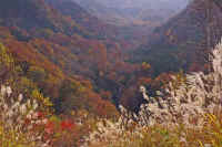 10susuki2.jpg (82897 �o�C�g)