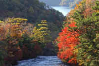 10yamazakura.jpg (90468 バイト)