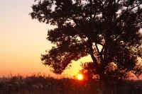 11akameyanagi.jpg (80887 �o�C�g)