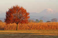 11egonoki.jpg (63710 バイト)