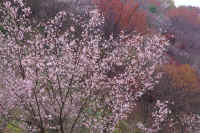 11fuyuzakura.jpg (104330 �o�C�g)