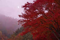 11kaede1.jpg (67566 �o�C�g)