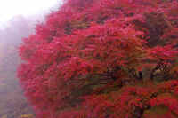 11kaede2.jpg (67334 バイト)