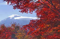 11kaede4.jpg (97671 �o�C�g)