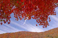 11kaede5.jpg (82899 �o�C�g)