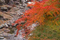 11kaede6.jpg (100690 バイト)