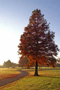 11rakuusyou.jpg (67189 �o�C�g)