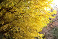 12ichou.jpg (112519 �o�C�g)