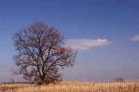 12kareki1.jpg (57715 �o�C�g)