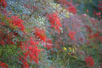 12nanntenn03.jpg (82098 バイト)