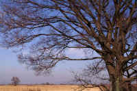 12ooenoki.jpg (93636 バイト)