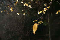 12roubai02.jpg (53128 �o�C�g)