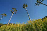 2009011700570.jpg (67332 バイト)